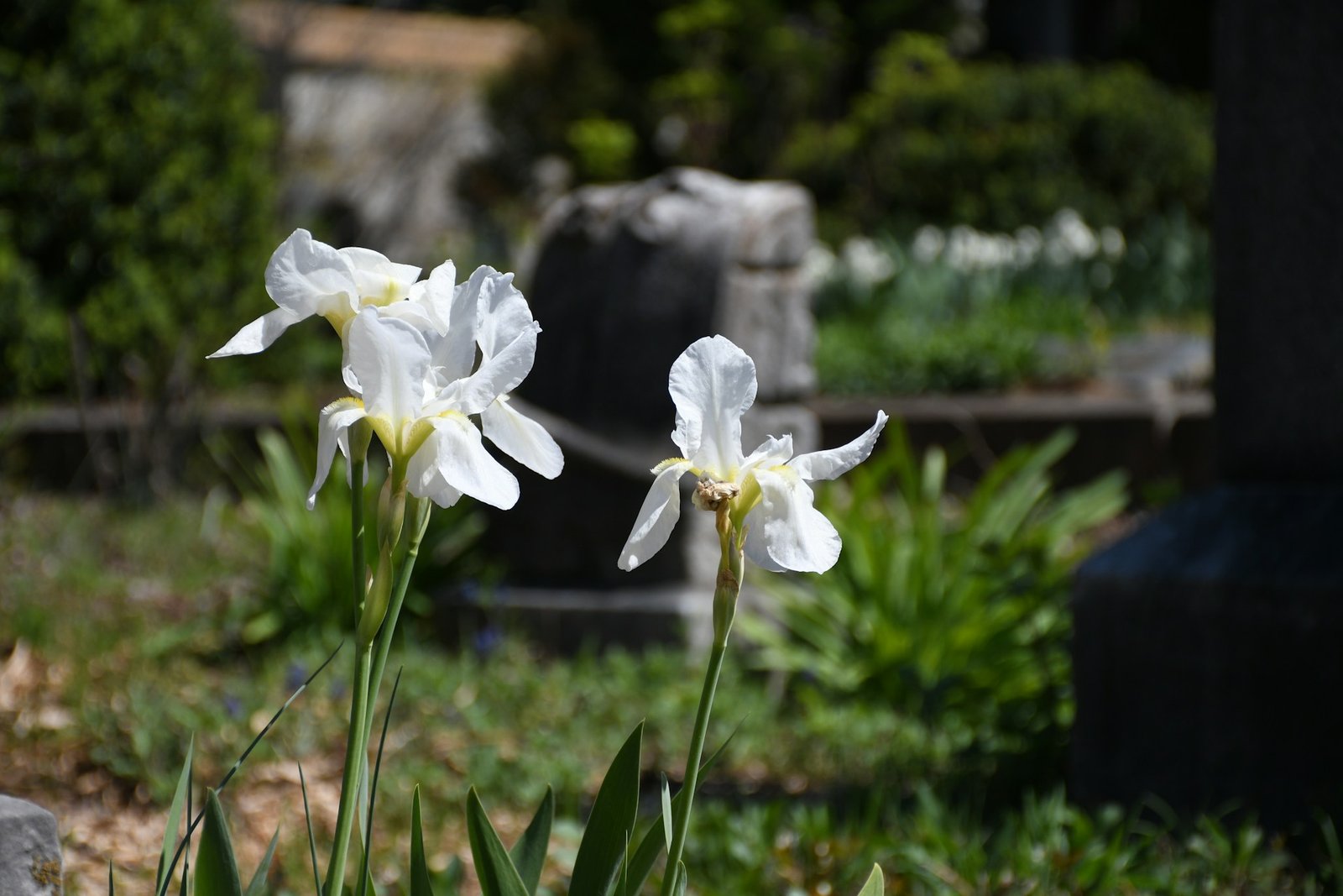 Obsèques et écologie : vers des choix plus sobres